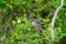 Bushtit resting on tree branch