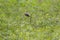 Bushtit resting on tree branch