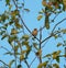 Bushtit resting on tree branch