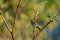 Bushtit resting on tree branch