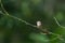 Bushtit resting on tree branch