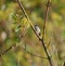 Bushtit resting on tree branch