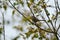 Bushtit resting on tree branch