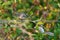 Bushtit resting on tree branch