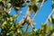 Bushtit resting on tree branch