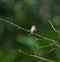 Bushtit resting on tree branch