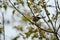 Bushtit resting on tree branch