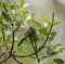 Bushtit resting on tree branch