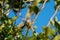 Bushtit resting on tree branch