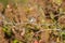 Bushtit resting on tree branch