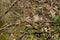 Bushtit resting on tree branch