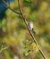 Bushtit resting on tree branch