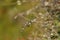 Bushtit resting on tree branch