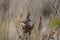 Bushtit resting on tree branch