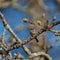 Bushtit resting on tree branch