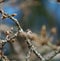 Bushtit resting on tree branch