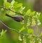 Bushtit resting on tree branch