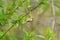 Bushtit resting on tree branch