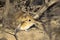 Bushveld elephant Shrew in vegetation