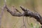 Bushveld pipit (Anthus caffer) in South Africa