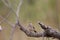 Bushveld pipit (Anthus caffer) in South Africa