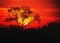 Bushveld Sunset Kruger National Park