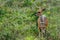 Bushwalk antelope in the Shimba Hills in Kenya