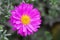 Bushy Aster, Aster dumosus