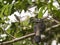 Bushy-Crested Hornbill wild living bird of Borneo