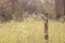 the bushy field of tall wild cogongrass weed.