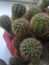 Bushy green cactus Echinocereus