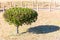 Bushy green tree in Japanese garden, with shadow from winter sun. Onomachi, Kanazawa, Japan