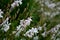 Bushy growing perennial, sometimes grown as an annual in our conditions. has a long flowering period from June to September.