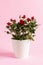Bushy indoor roses in a white pot. Growing and selling decorative miniature flowers