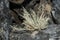 bushy lichen growing on rocks of the Antarctic Peninsula