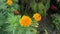 Bushy orange colored Tagetes erecta flower plant