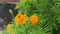 Bushy orange colored Tagetes erecta flower plant