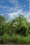 Bushy overgrowth vegetation with the sky background.