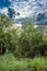 Bushy overgrowth vegetation with the sky background.