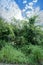 Bushy overgrowth vegetation with the sky background.