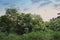 Bushy overgrowth vegetation with the sky background.