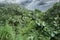 Bushy overgrowth vegetation with the sky background.