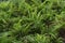 Bushy potty Boston fern plant