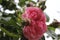 A bushy roses. Green background. Pink petals. Close-up photo. Rosebuds.