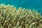 BUSHY STAGHORN CORAL