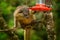 Bushy-tailed Olingo - Bassaricyon gabbii also known as the Northern olingo drinking from hummingbird feeder