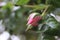 A bushy tree with pink flowers. Blurred blossom. Close-up photo.