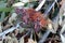 Bushy yate (Eucalyptus lehmannii) fruits with stamens still attached : (pix Sanjiv Shukla)