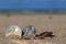 Business coins at holiday in the sand on the beach, North Sea