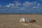 Business coins at holiday in the sand on the beach, North Sea